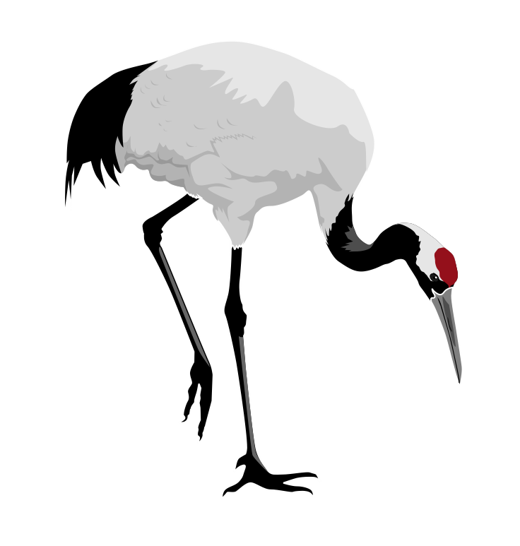 Stork Bird Free Clipart