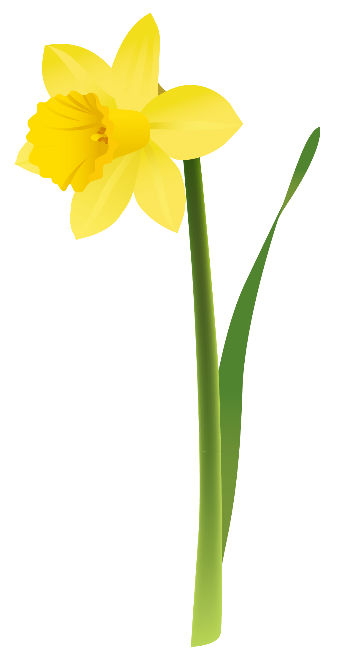 Spring Yellow Daffodil PNG Clipart