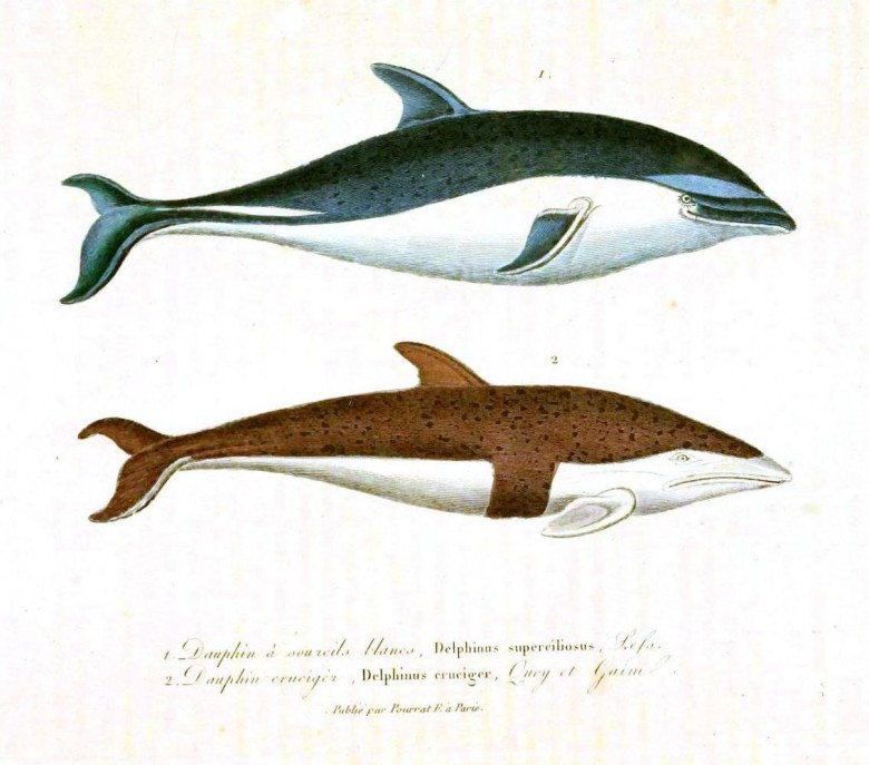 Animal ? Sea mammal | Vintage Printable at Swivelchair Media ? Beta