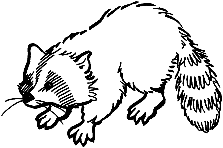 coloring pages raccoon