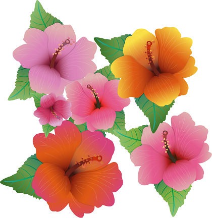 Free Vector Illustration With Hibiscus Flowers | Free Vector 