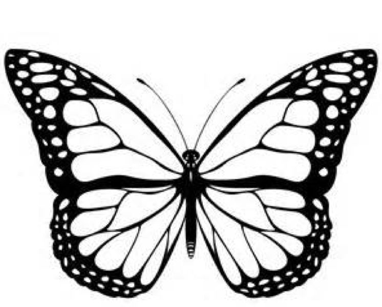 Animal Coloring Butterfly Outline: Personalize Your Favorite Zebra 