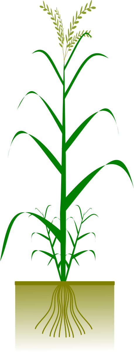 ragi plant clipart image