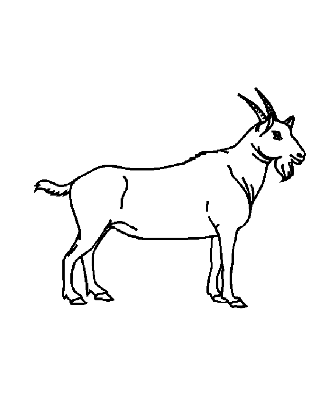 ram goat Colouring Pages