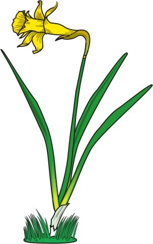 Cartoon Daffodil - Clipart library