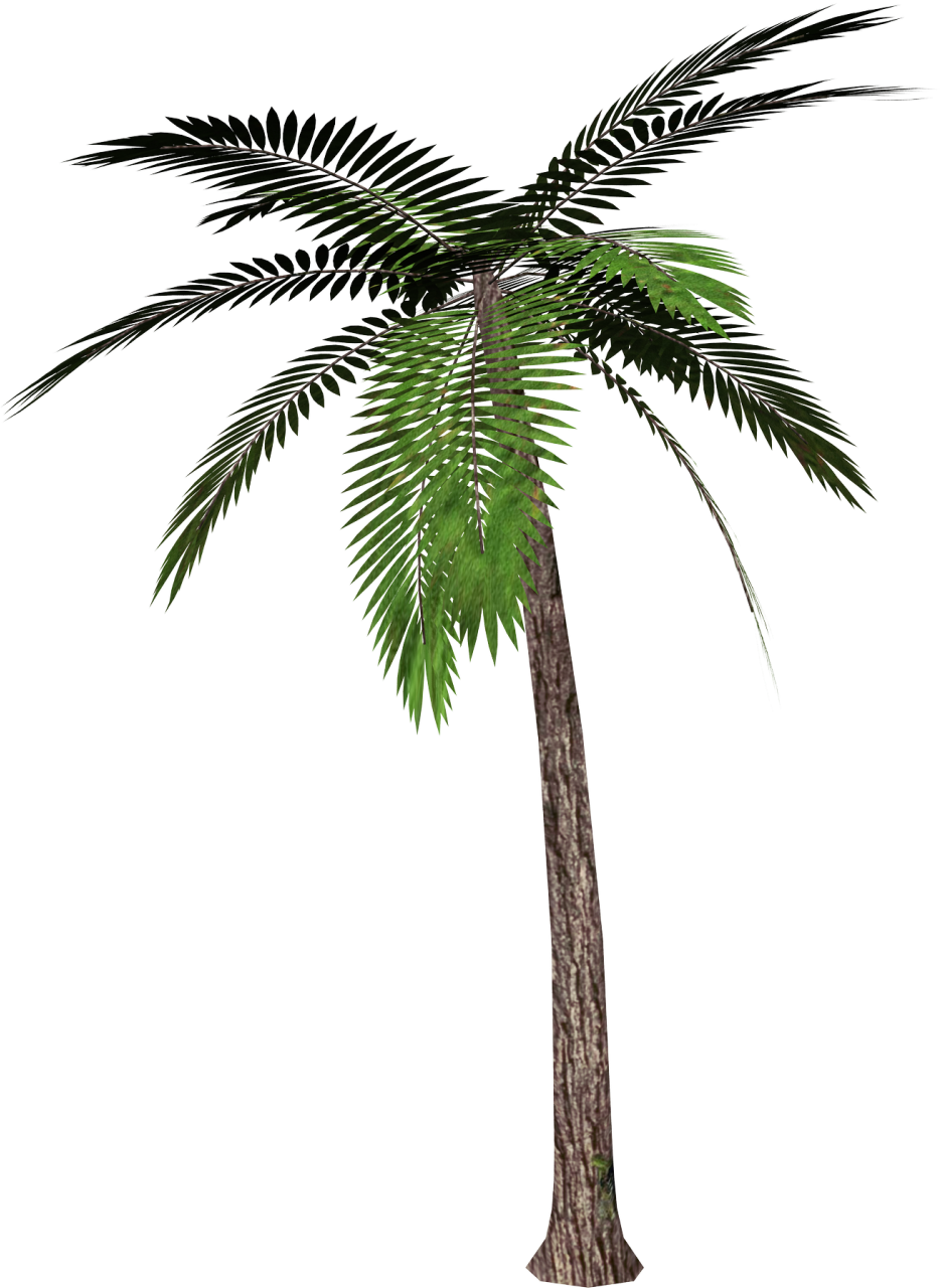 CYBRFM - tranz-parents: transparent palm tree 4 ur blog