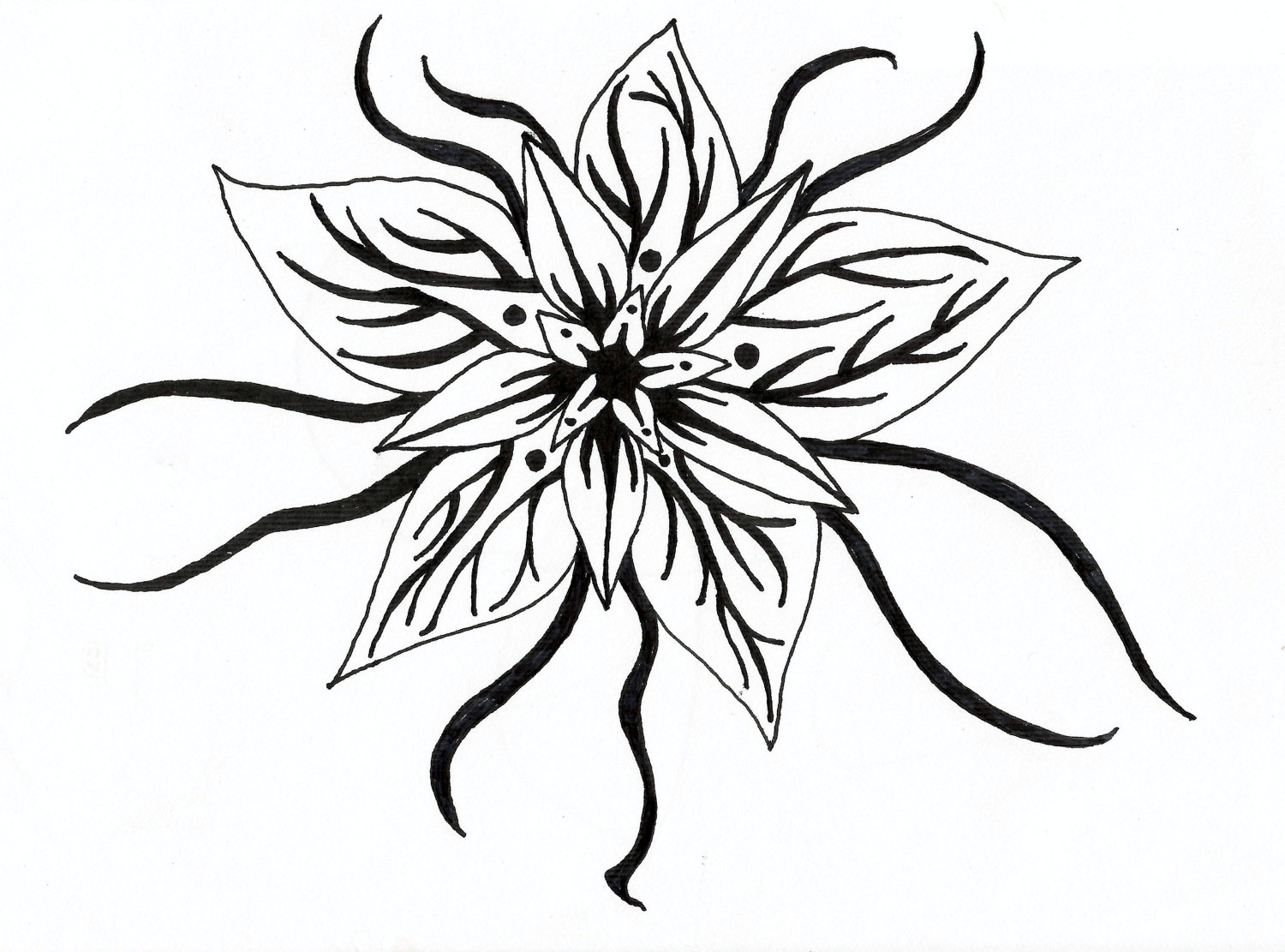 black and white pencil drawings of flowers