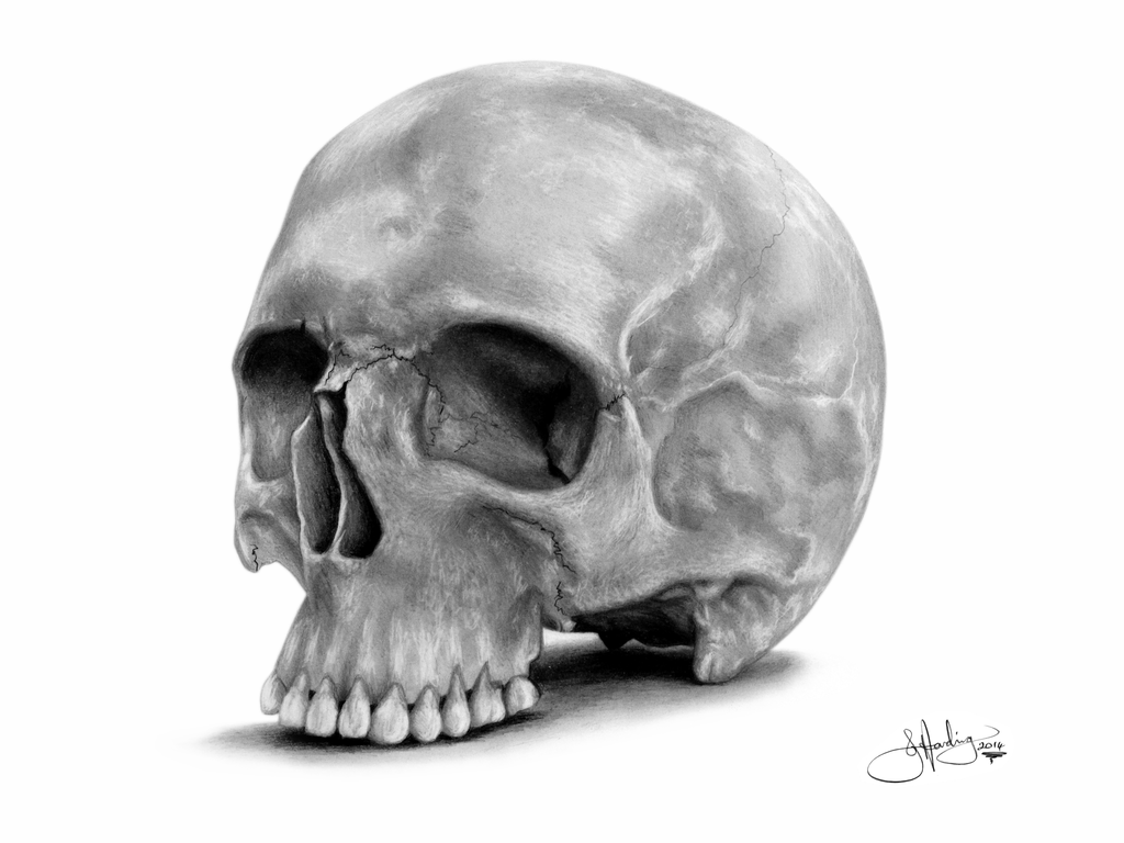 Human Skull Drawing | 
