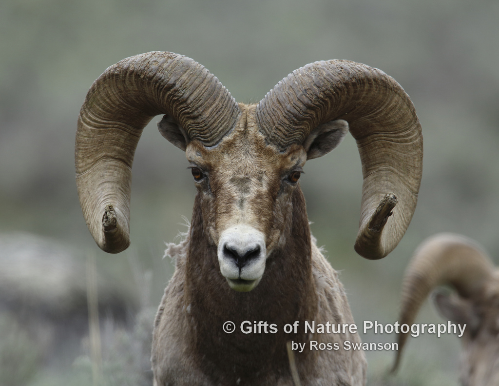 Free Ram Head, Download Free Ram Head png images, Free ClipArts on