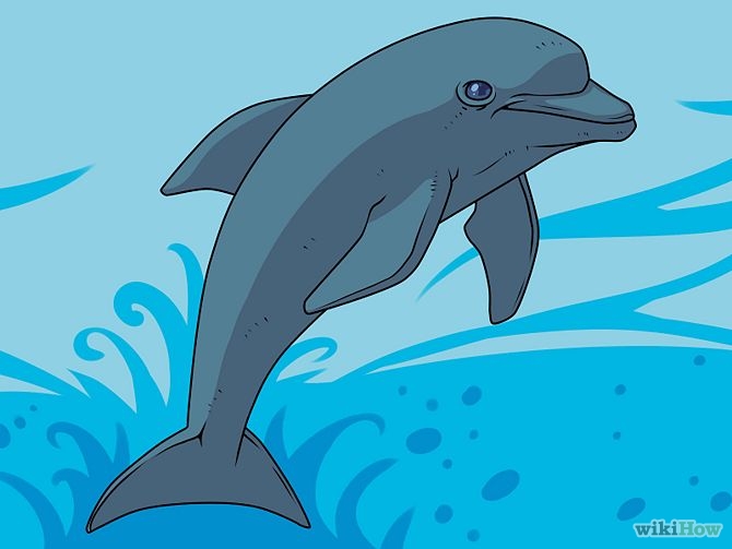 Free Dolphin Drawing Colored, Download Free Dolphin Drawing Colored png  images, Free ClipArts on Clipart Library
