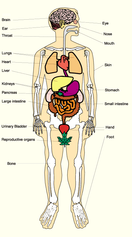 Female Internal Organs Diagram Female Anatomy Of The Body / Male Human