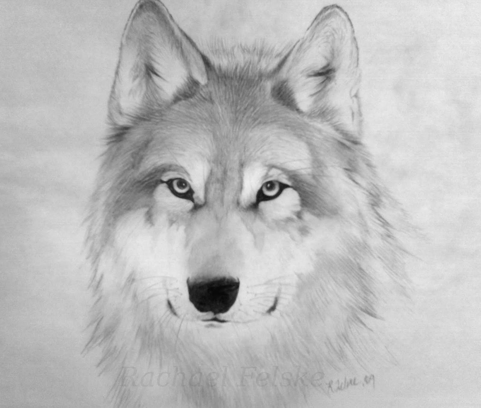 Free Wolf Drawings, Download Free Wolf Drawings png images, Free