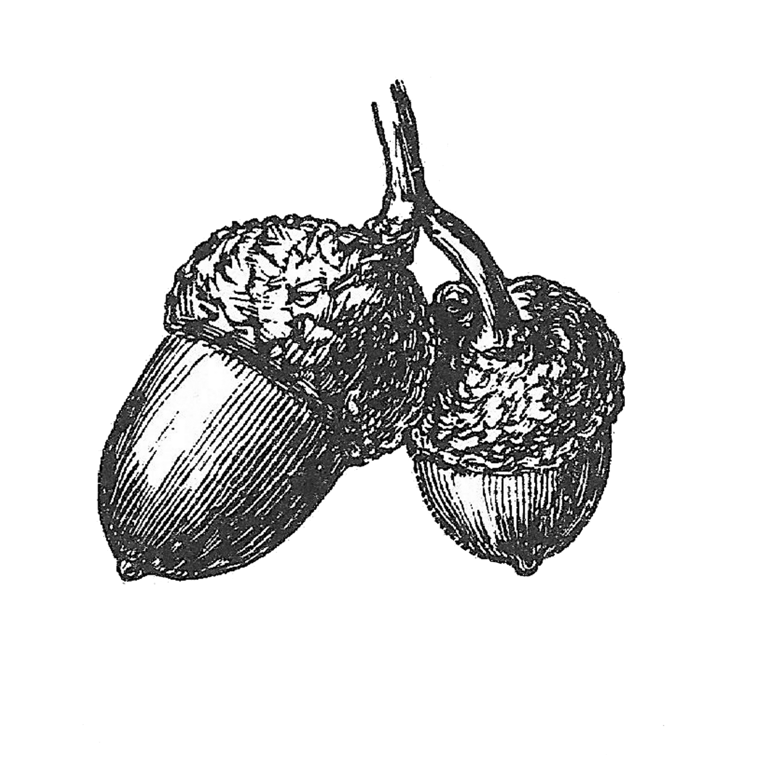 Acorn Drawing Ideas and Tips for Drawing Acorns