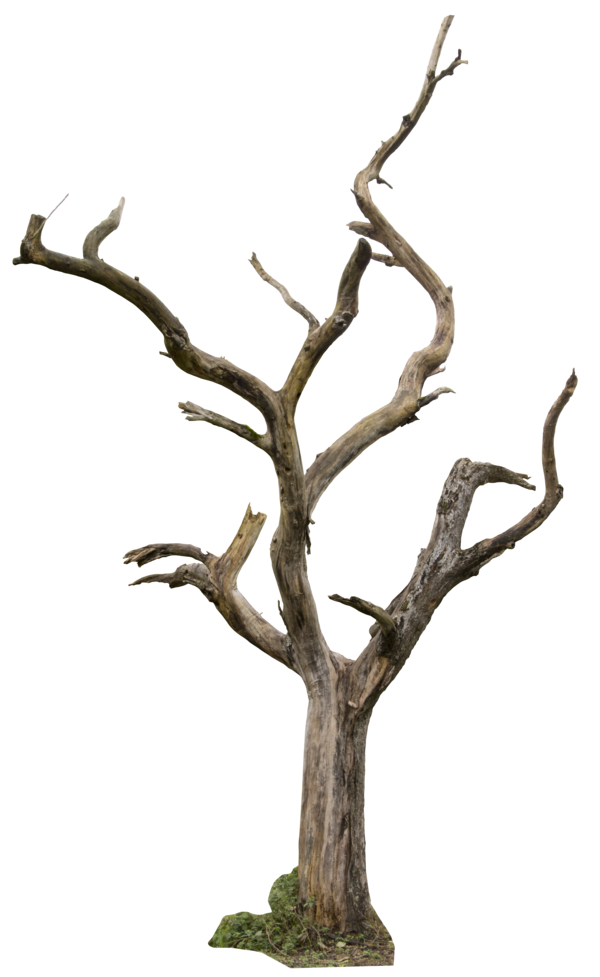 Dead tree 02 png by gd08 on Clipart library