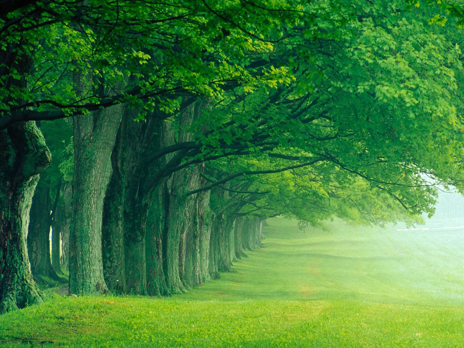 green-trees-wallpapers.jpg