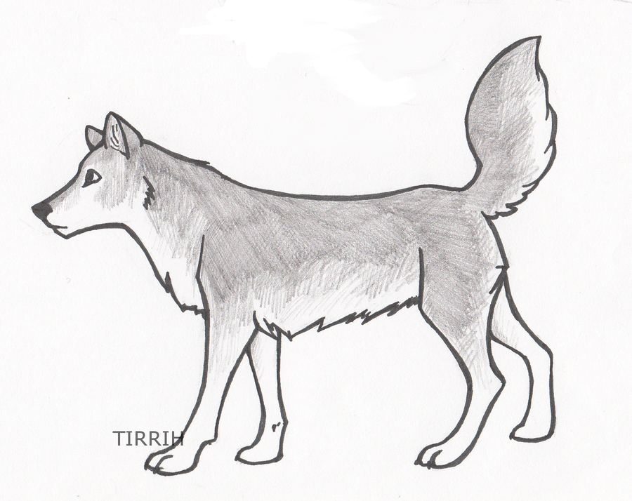 Best Of Easy Drawings Of Gray Wolves Photos
