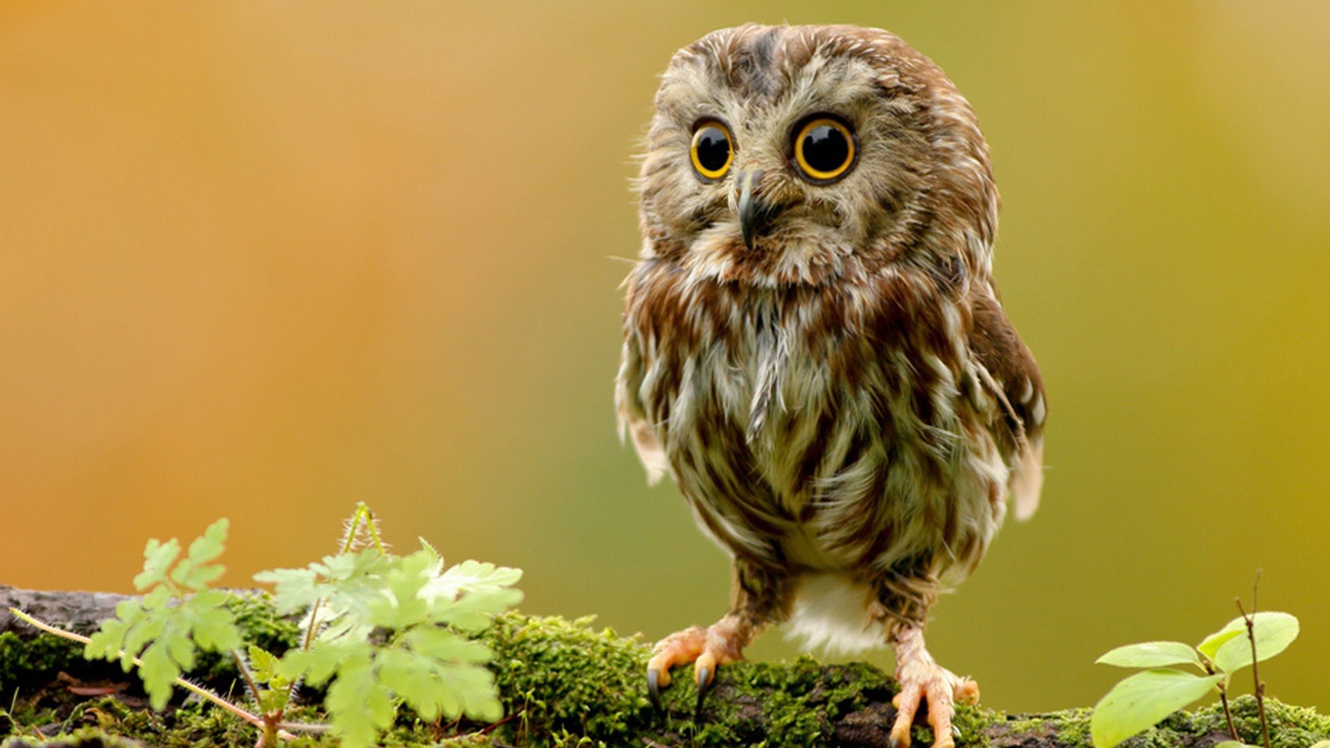 Baby Owl Birds Images | HD Wallpapers Bot