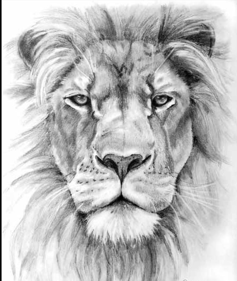 lion face drawing tattoo - Clip Art Library