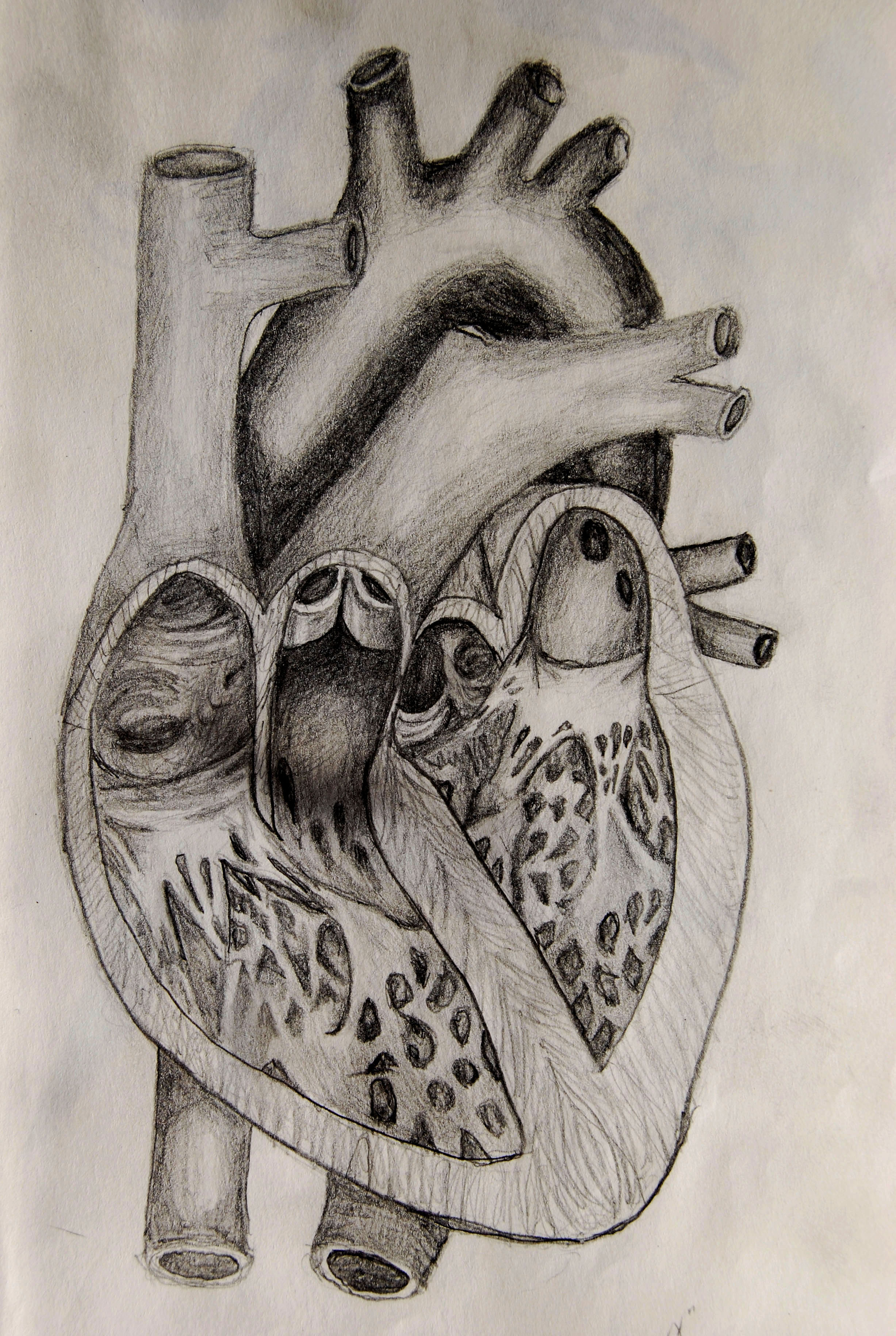 Featured image of post Heart Drawing Images Download : / 9+ best heart drawings.