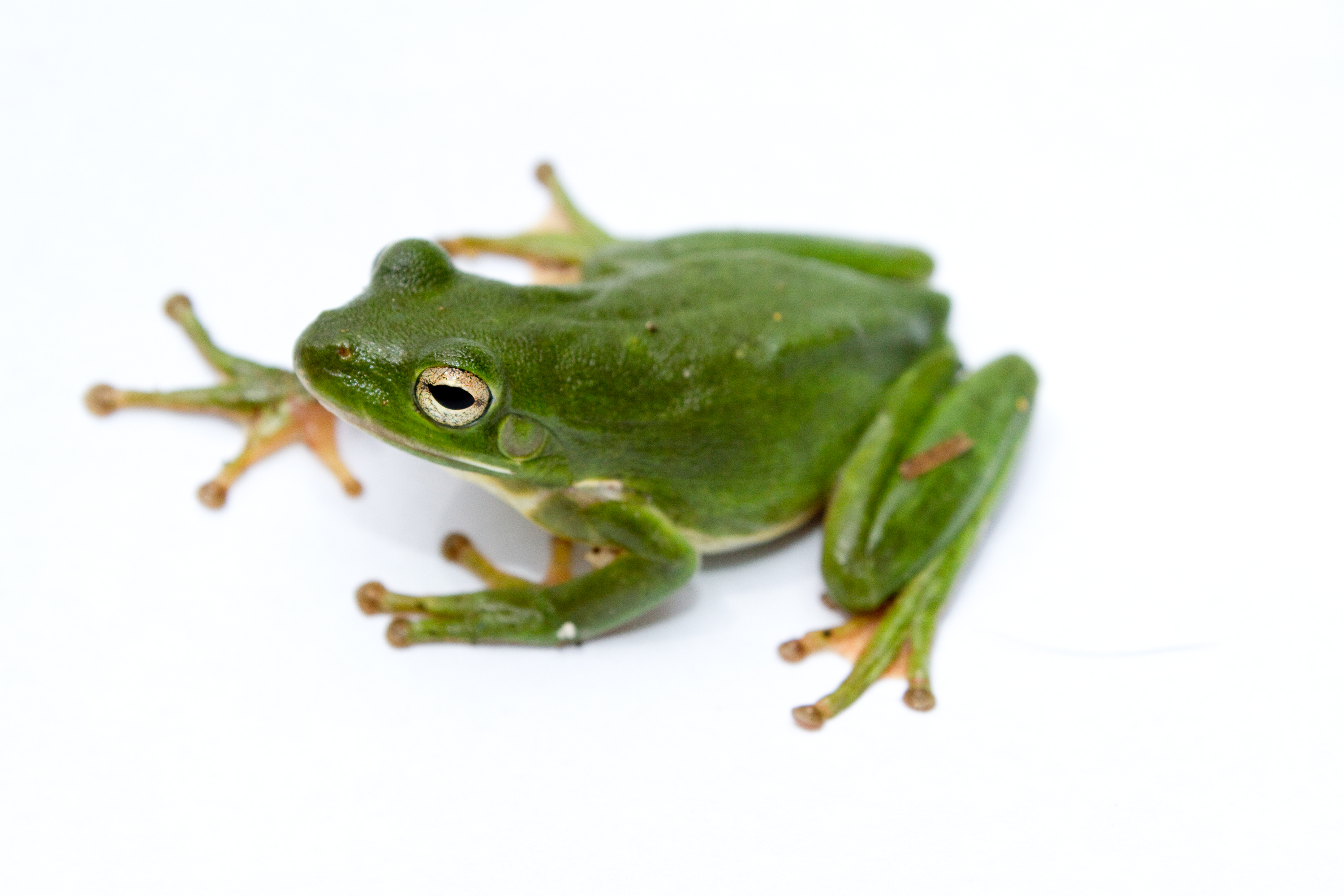 American Green Tree Frog Clip Art Library