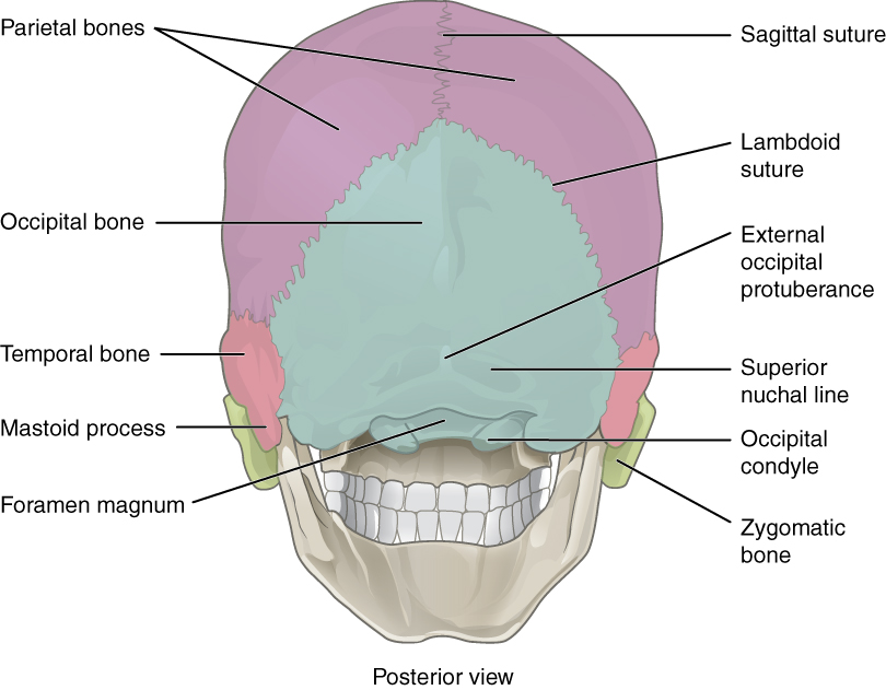 The Skull | Anatomy and Physiology
