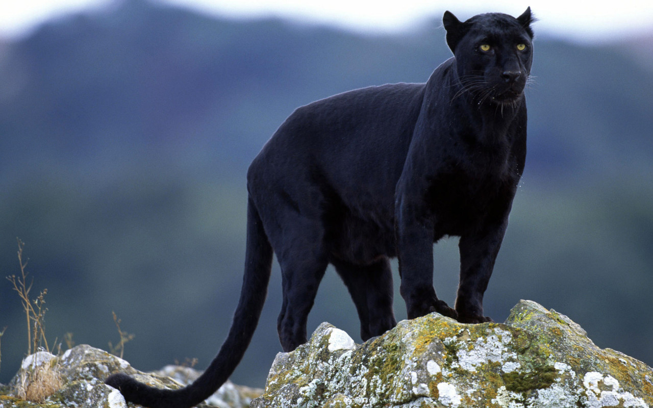 Free Panther, Download Free Panther png images, Free ClipArts on Clipart  Library