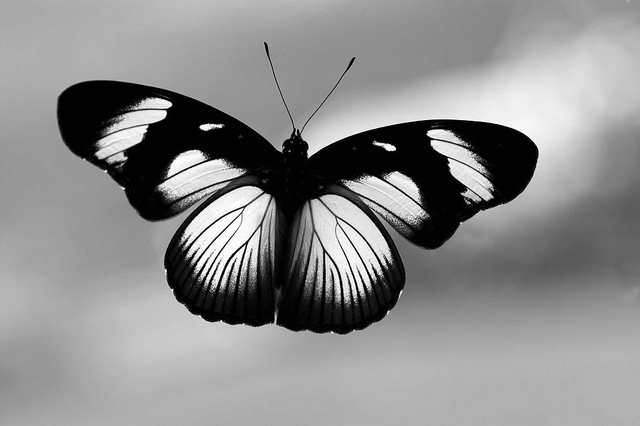 Butterfly photography - Black and white butterfly photography 