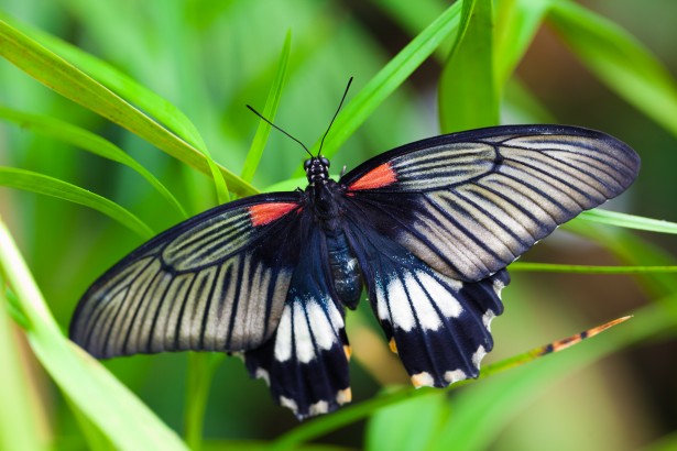 Black White Red Butterfly Free Stock Photo - Public Domain Pictures