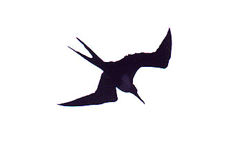 Pin Pin Frigate Birds Are The 4th Fastest So Far Discovered On 