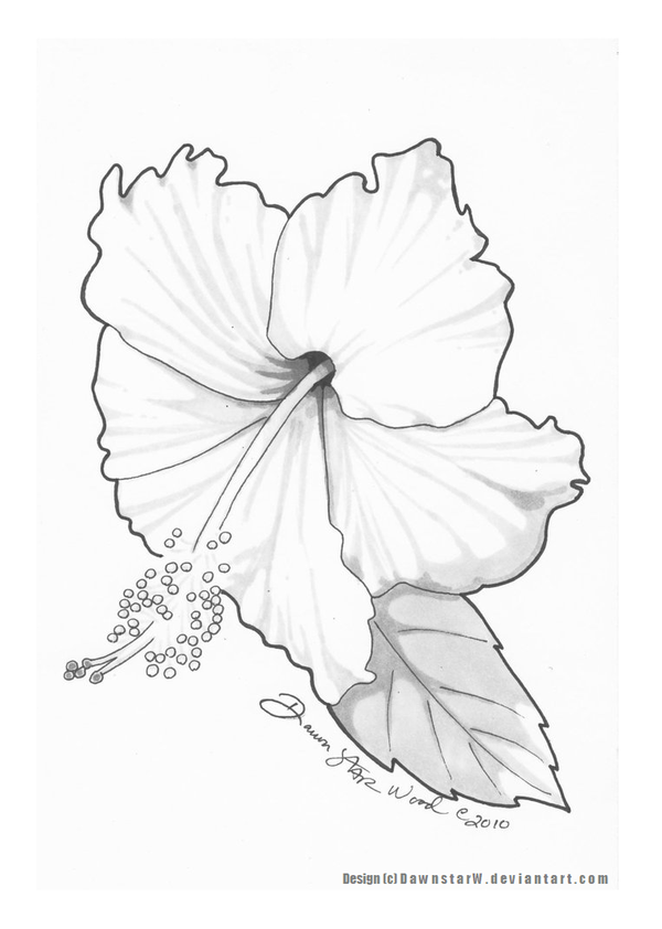 New Hibiscus Flower Tattoo Drawings Spezielle Lieferung