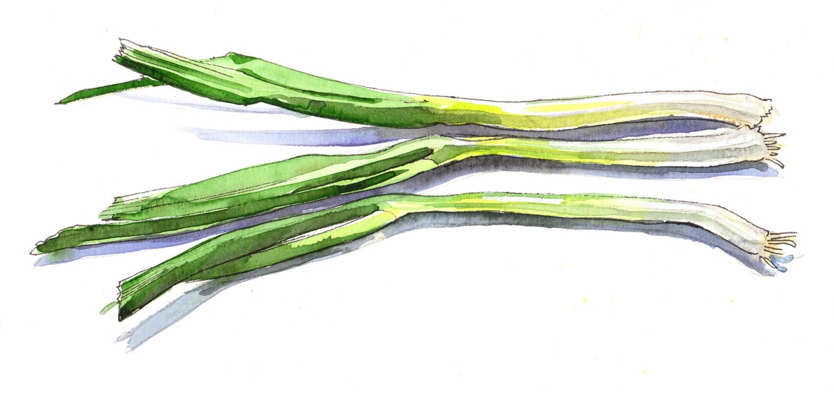 spring onion clipart - photo #13