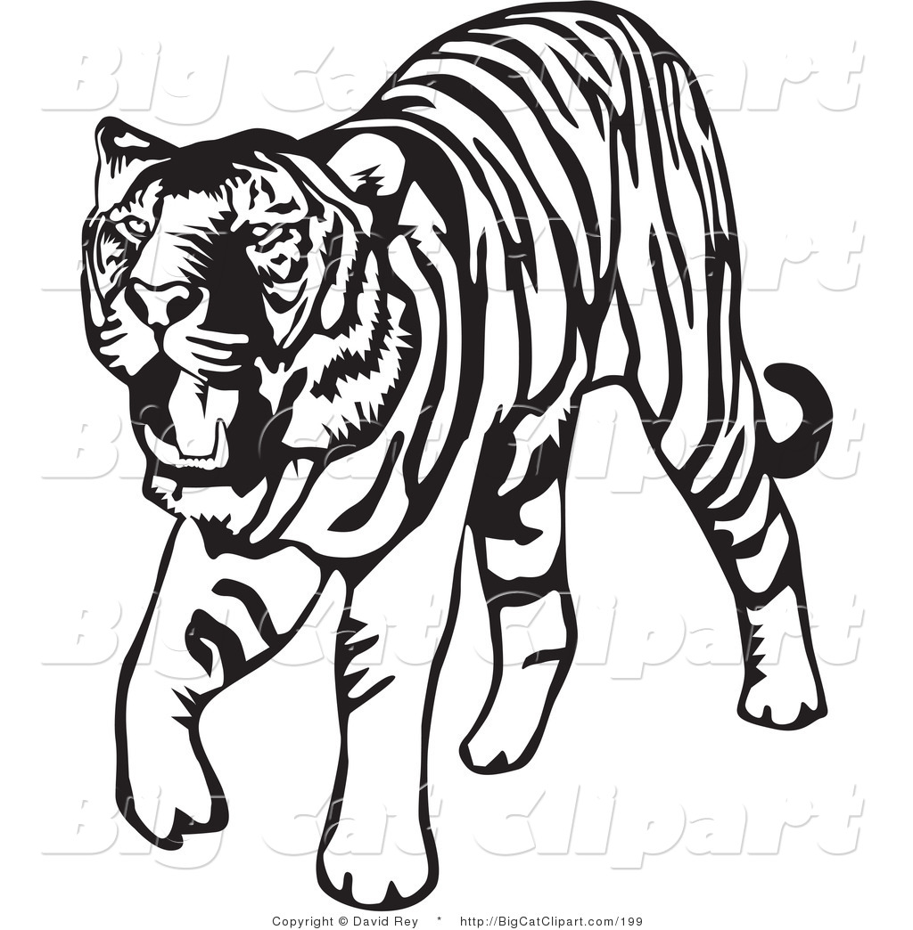 Big Cat Vector Clipart of a Walking Black and White Tiger on White 