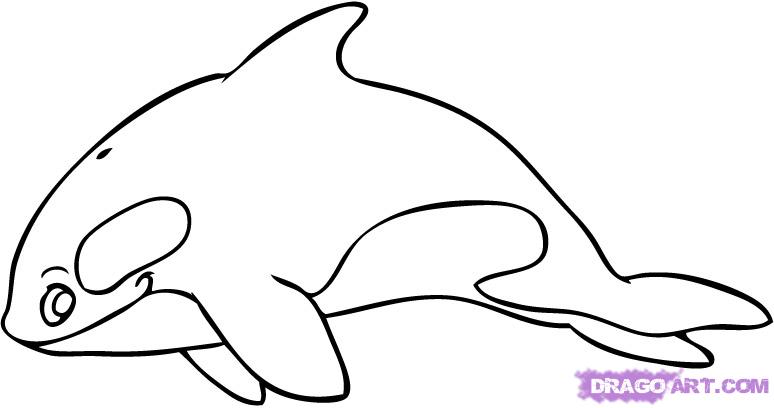 Featured image of post Orca Cartoon Drawing Illustration of cute cartoon narwhal drawing set