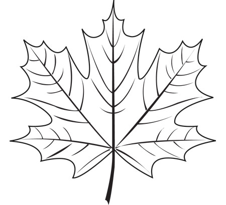 Maple Leaf Drawing - Gallery