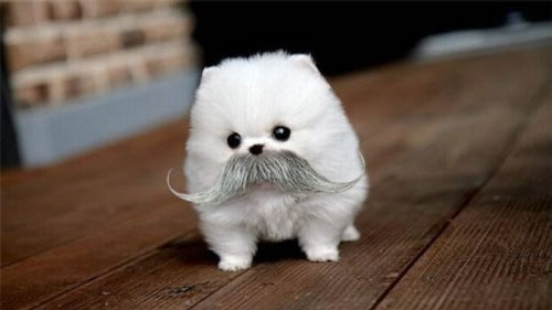 I mustache you to stop - That