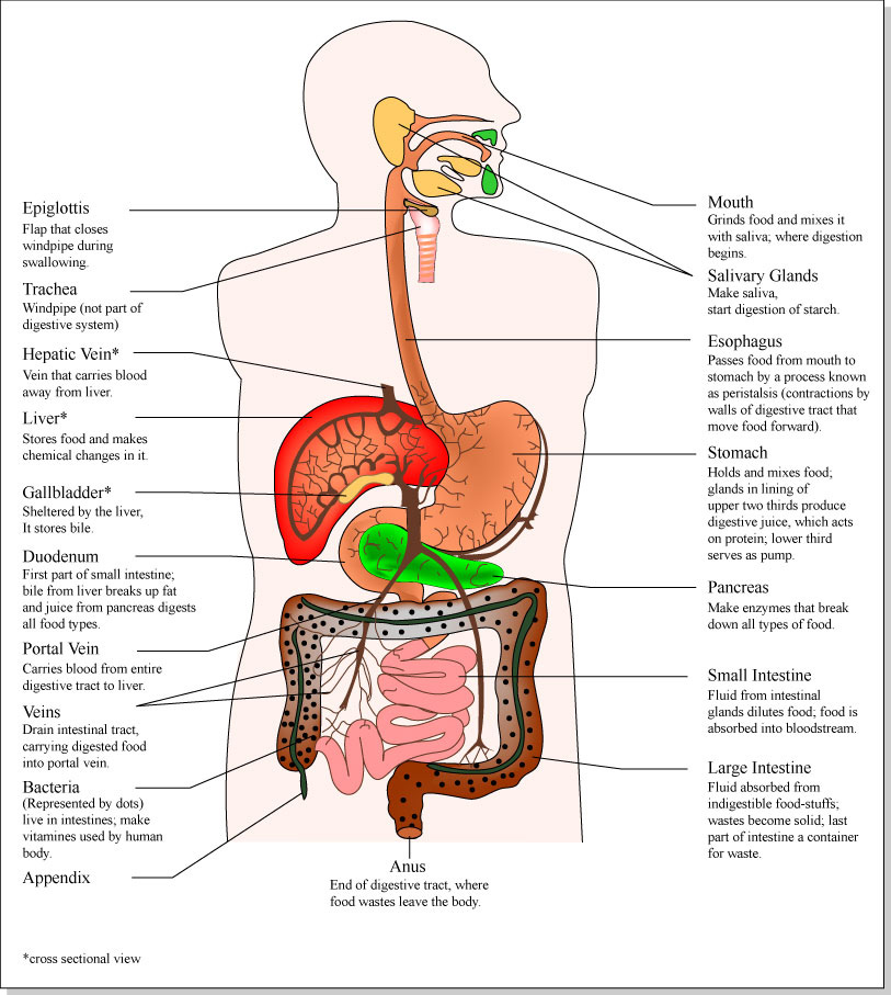 internal organs of the body and their functions