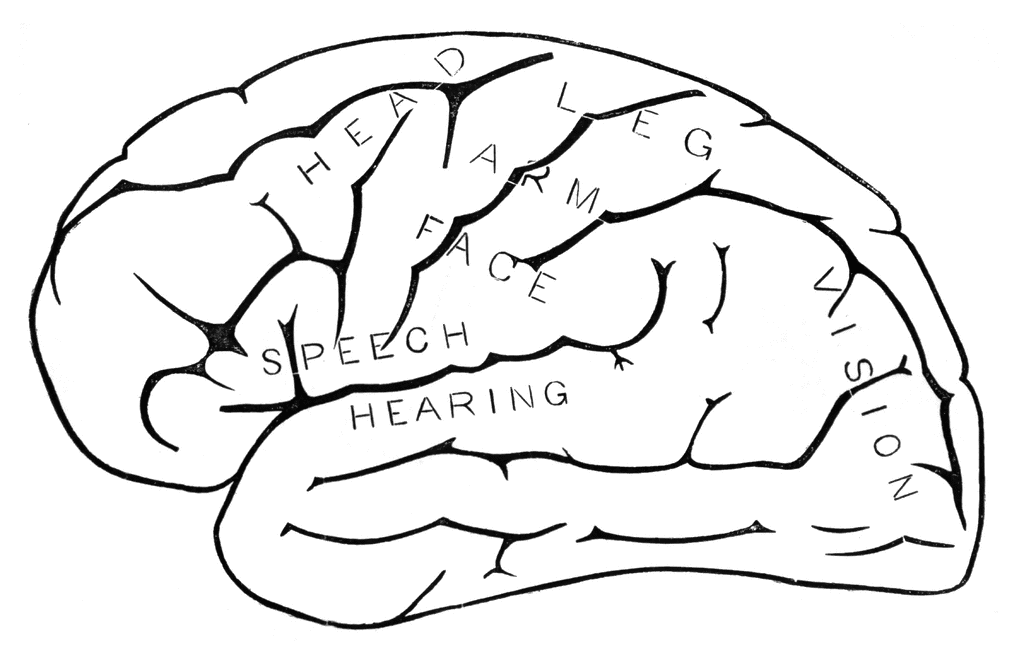 Drawing Of Brain