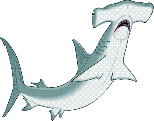 shark Images, Graphics, Comments and Pictures