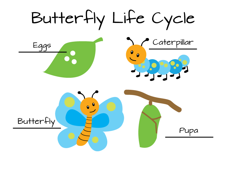 Sage  Zoo - Butterfly Life Cycle Download