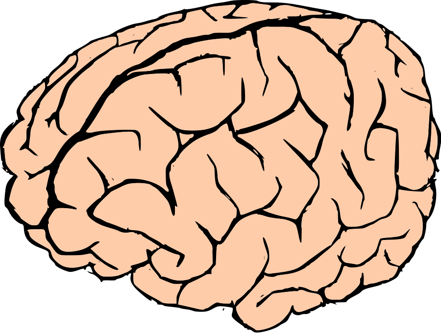 Drawing Of Brain - Clipart library