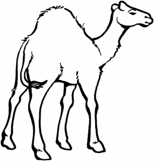 Camel Coloring Page for Kids - Download  Print Online Coloring 