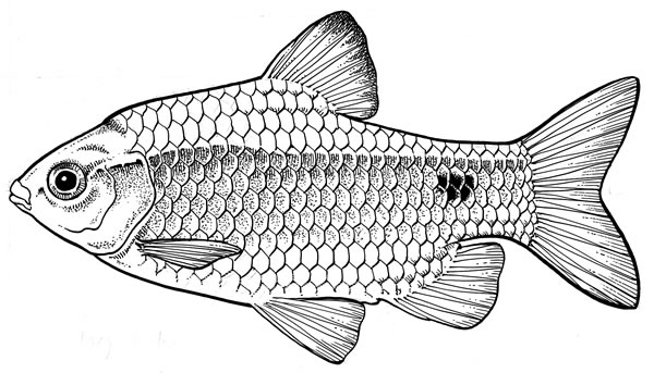 Fish-Pest-Rosy-Barb-600