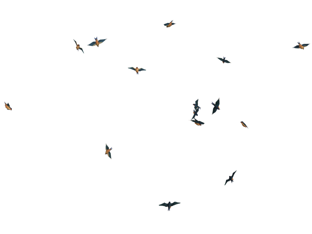 Clipart library: More Artists Like Flying Birds 07 PNG Stock by Roys-Art
