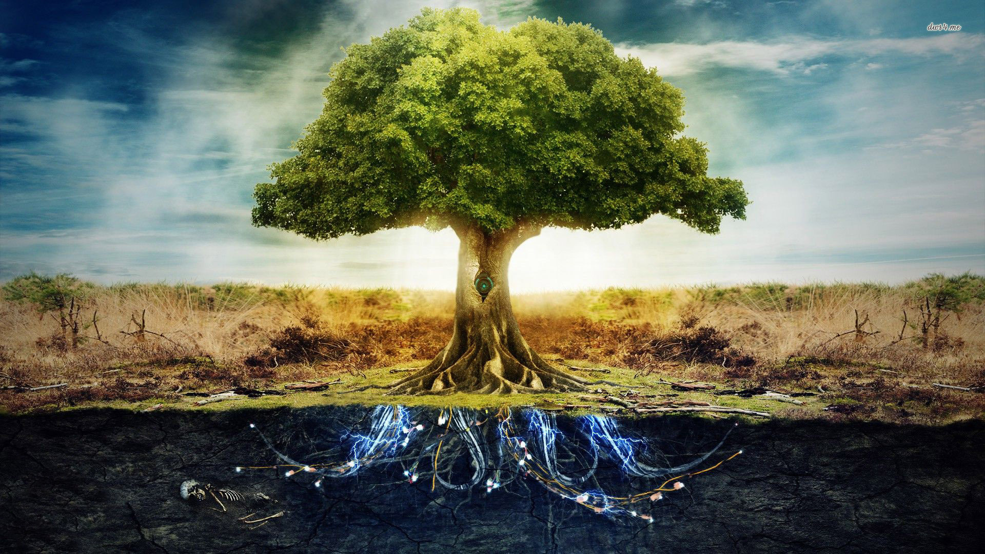 Free Tree Of Life, Download Free Tree Of Life png images, Free ClipArts