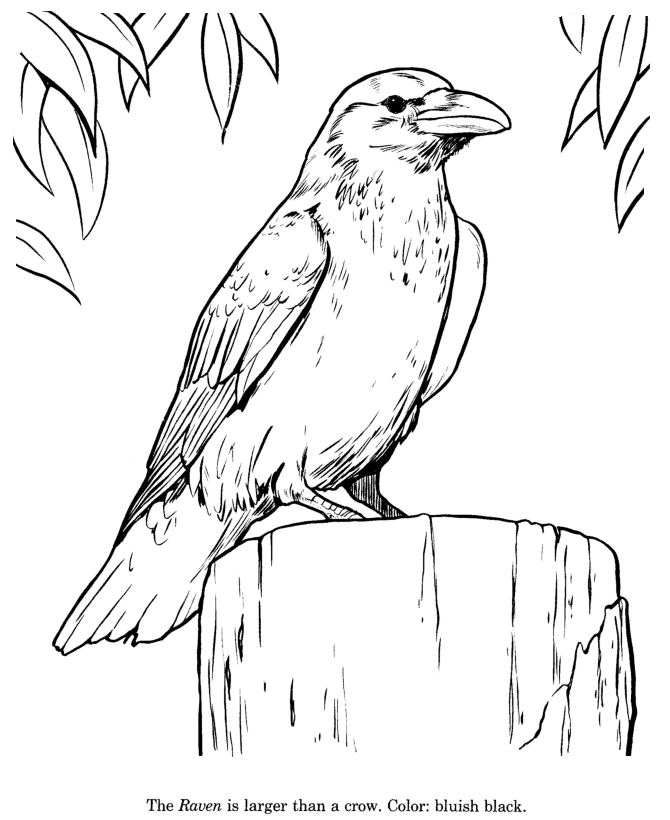 Animal Drawings Coloring Pages | Raven bird identification drawing 