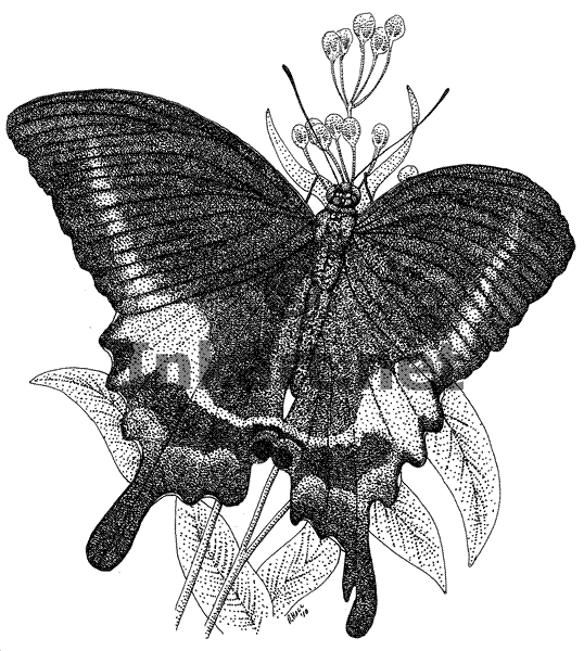 Paris Peacock Butterfly Stock Art Illustration