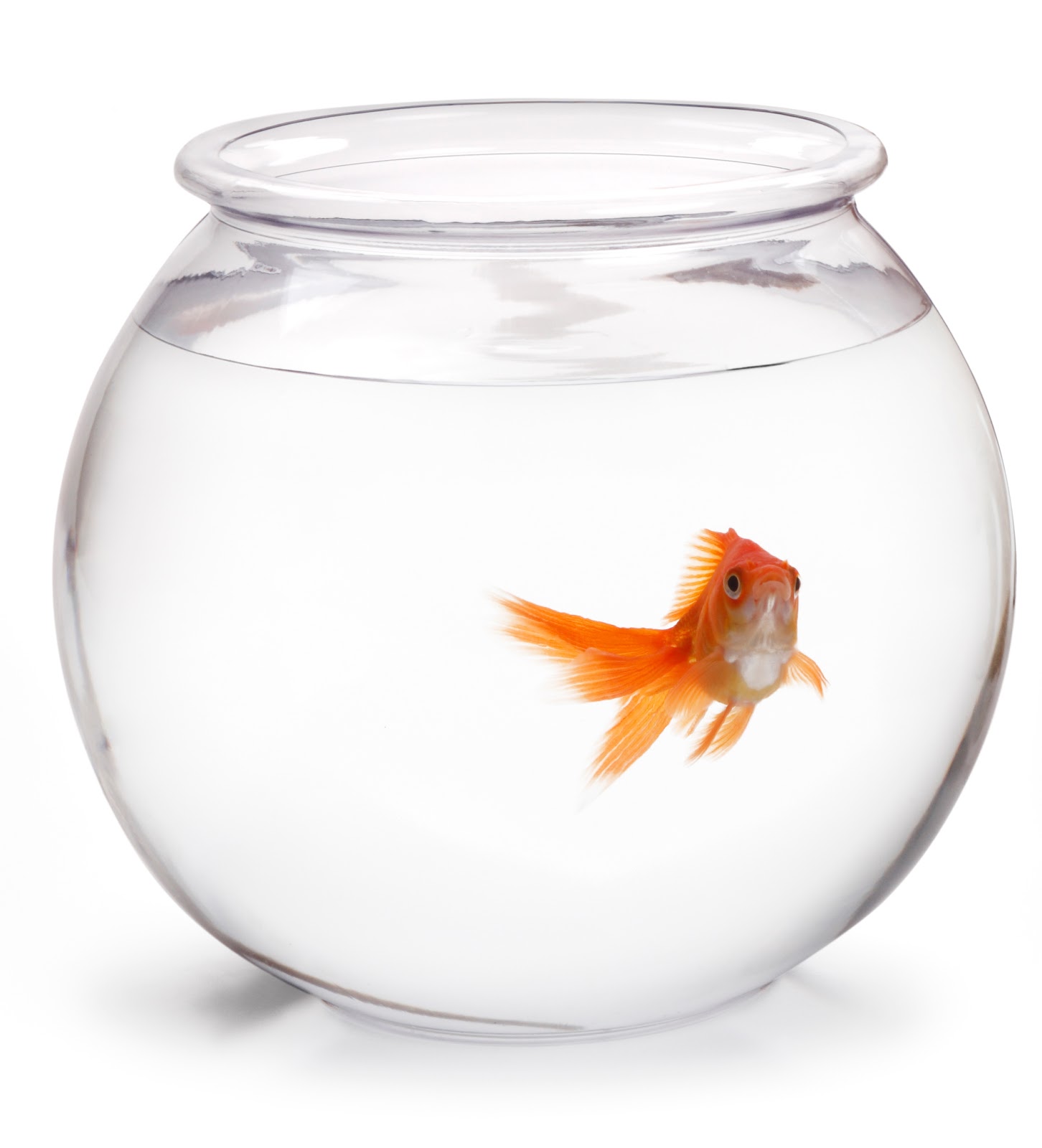 Life in the Fishbowl | Peace of my Mind