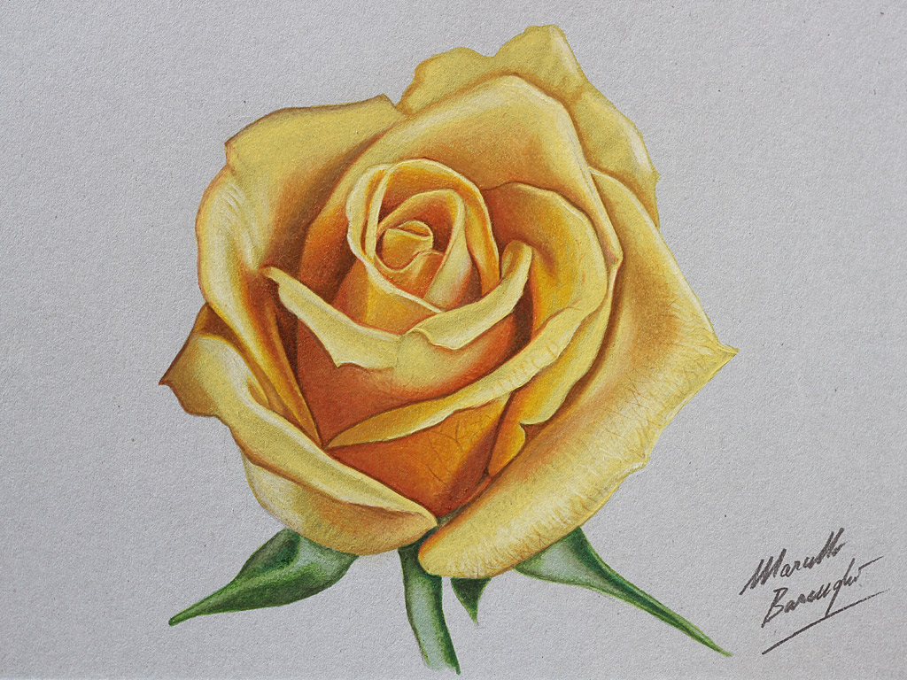 Free Rose Drawing, Download Free Rose Drawing png images, Free ClipArts