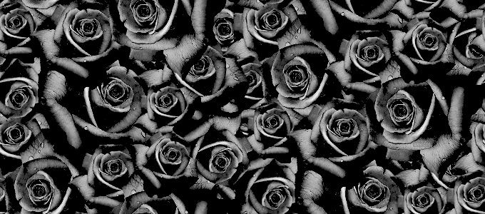 Dozens Of Beautiful Black Roses Tumblr Dashboard Theme - - Black 