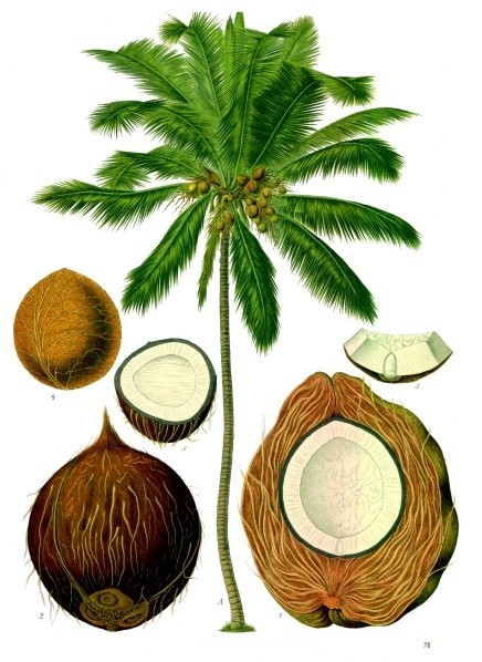 Coconut Fever | Slim Paley